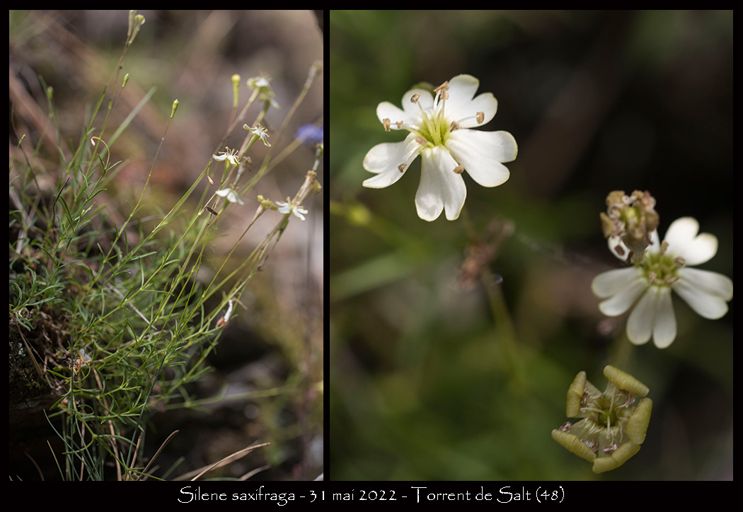Silene Saxifraga silene-saxifraga